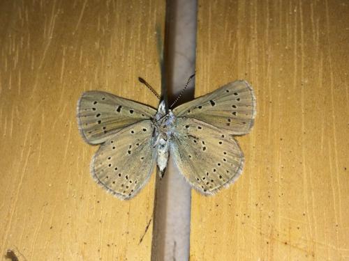 Réf. 179 563 : Lycaena hippothoe